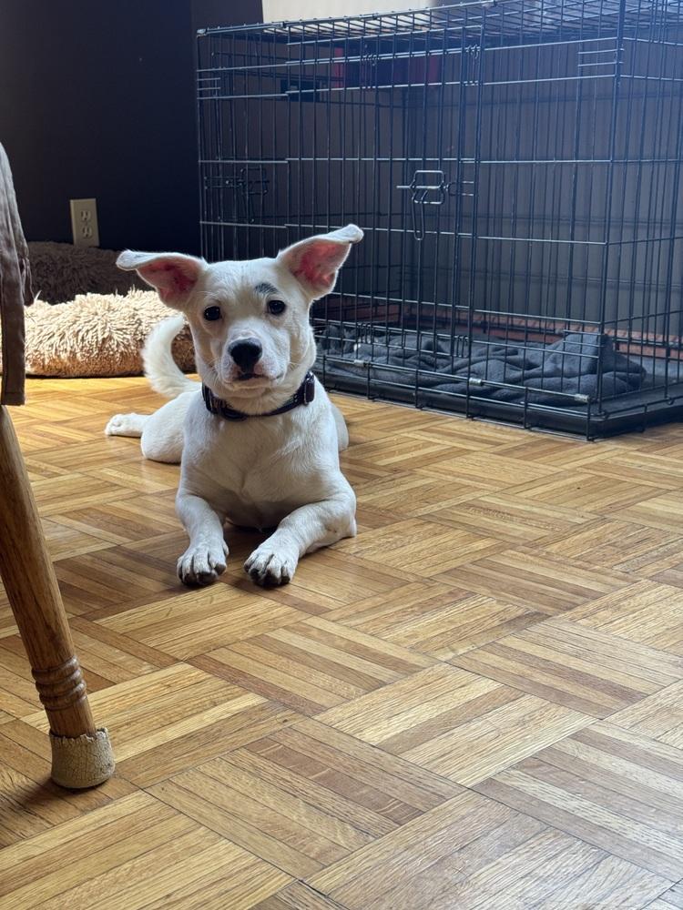 Corn Flakes (26-086 D), a Adoptable mixed breed in Lansing, MI image 4/6
