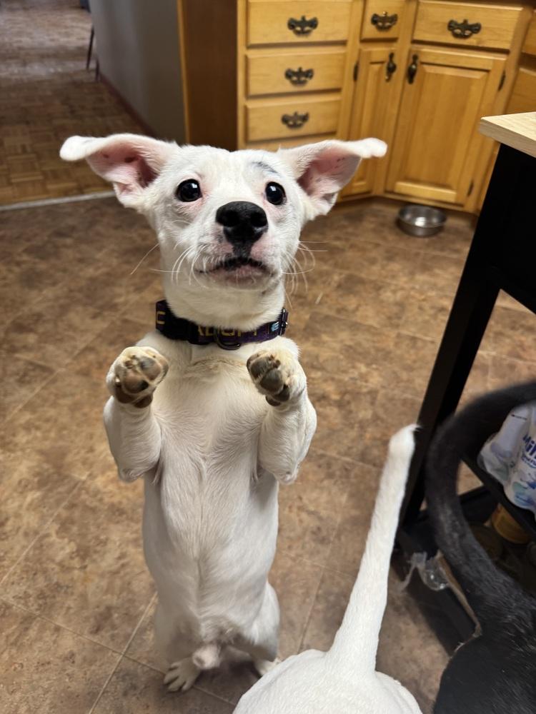 Corn Flakes (26-086 D), a Adoptable mixed breed in Lansing, MI image 5/6