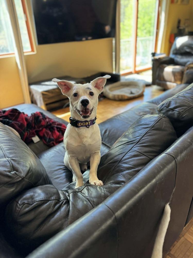 Corn Flakes (26-086 D), a Adoptable mixed breed in Lansing, MI image 6/6