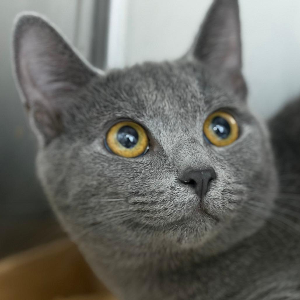 Haught 5 - Dwight, Adoptable, Young Male Domestic Short Hair.