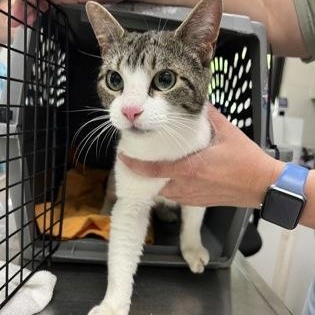 Dory, adopted, Adult Female Domestic Short Hair.