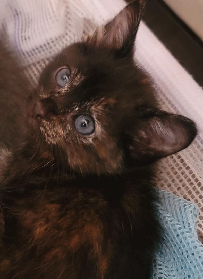 Dottie, adopted, Kitten Female Tortoiseshell.