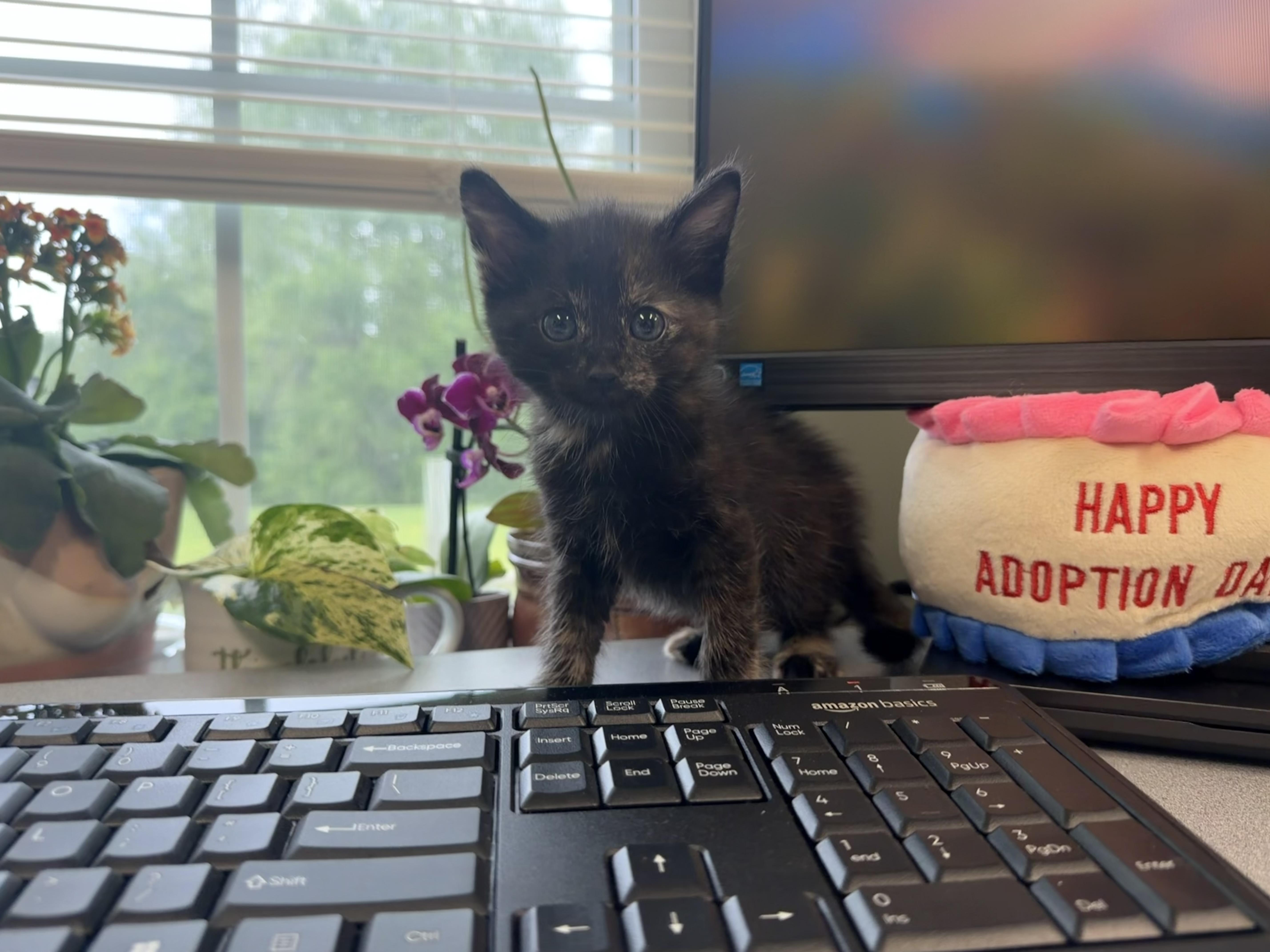 Enlarge Dottie, an adopted Tortoiseshell in Boonville, MO image 2/2