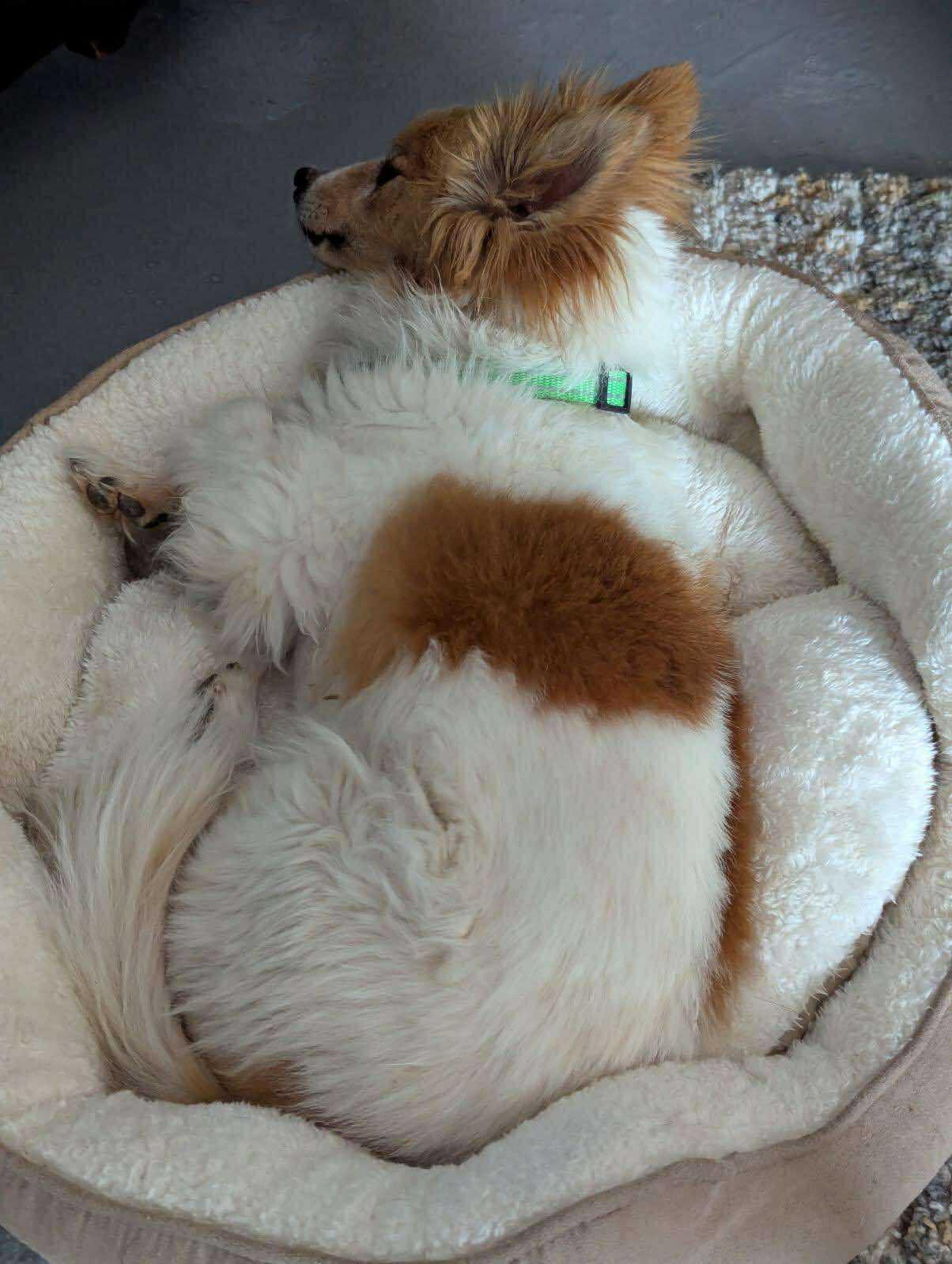 Snickerdoodle 2