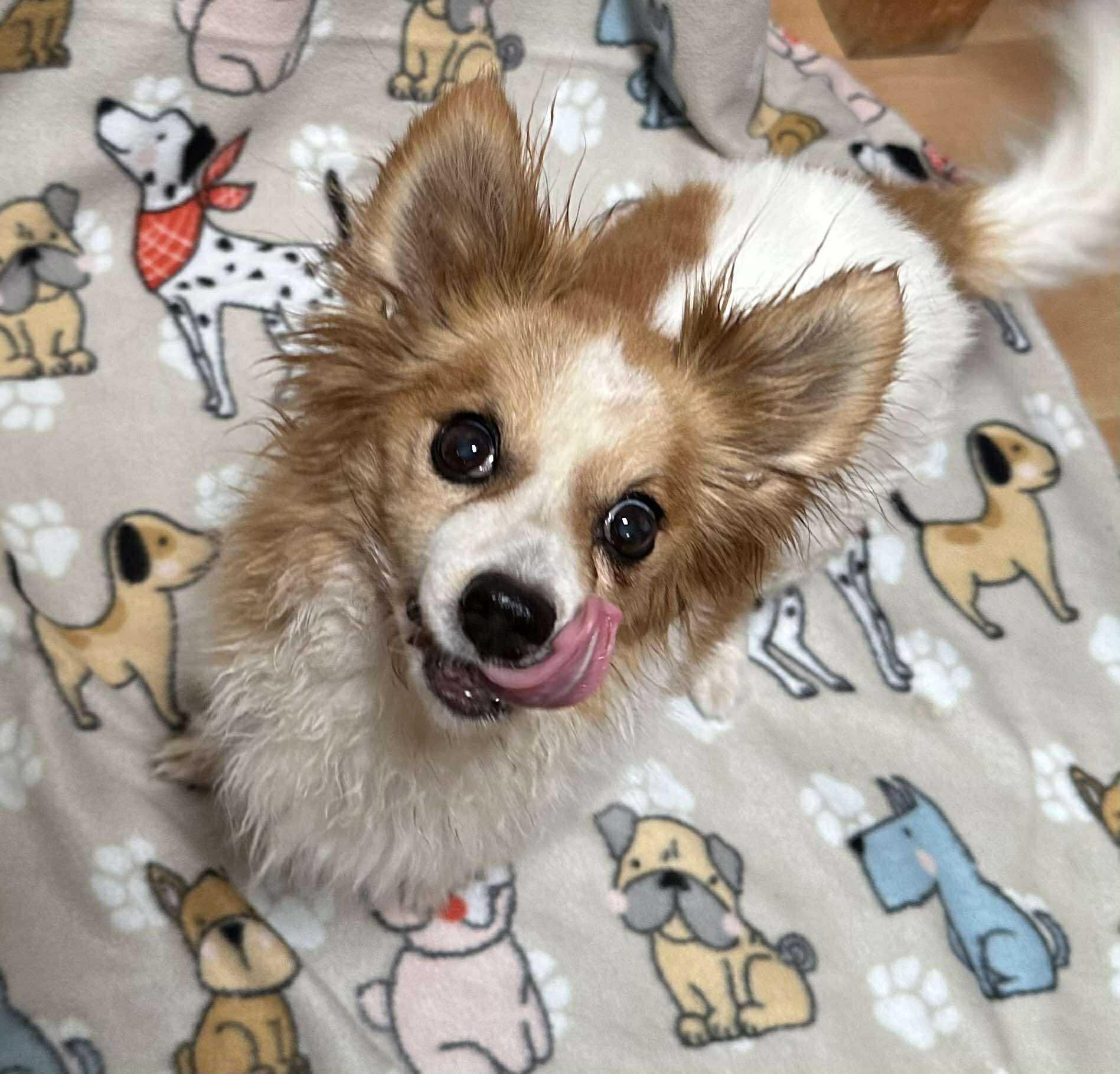 Snickerdoodle 4