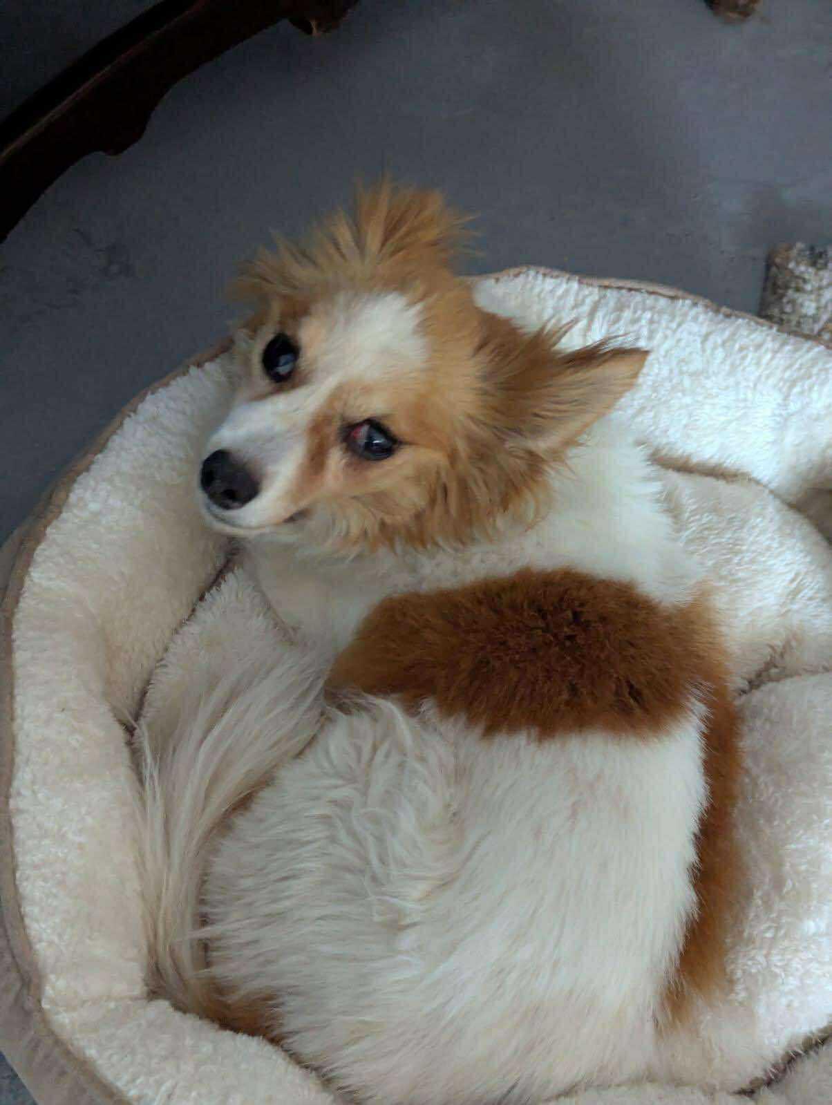 Snickerdoodle
