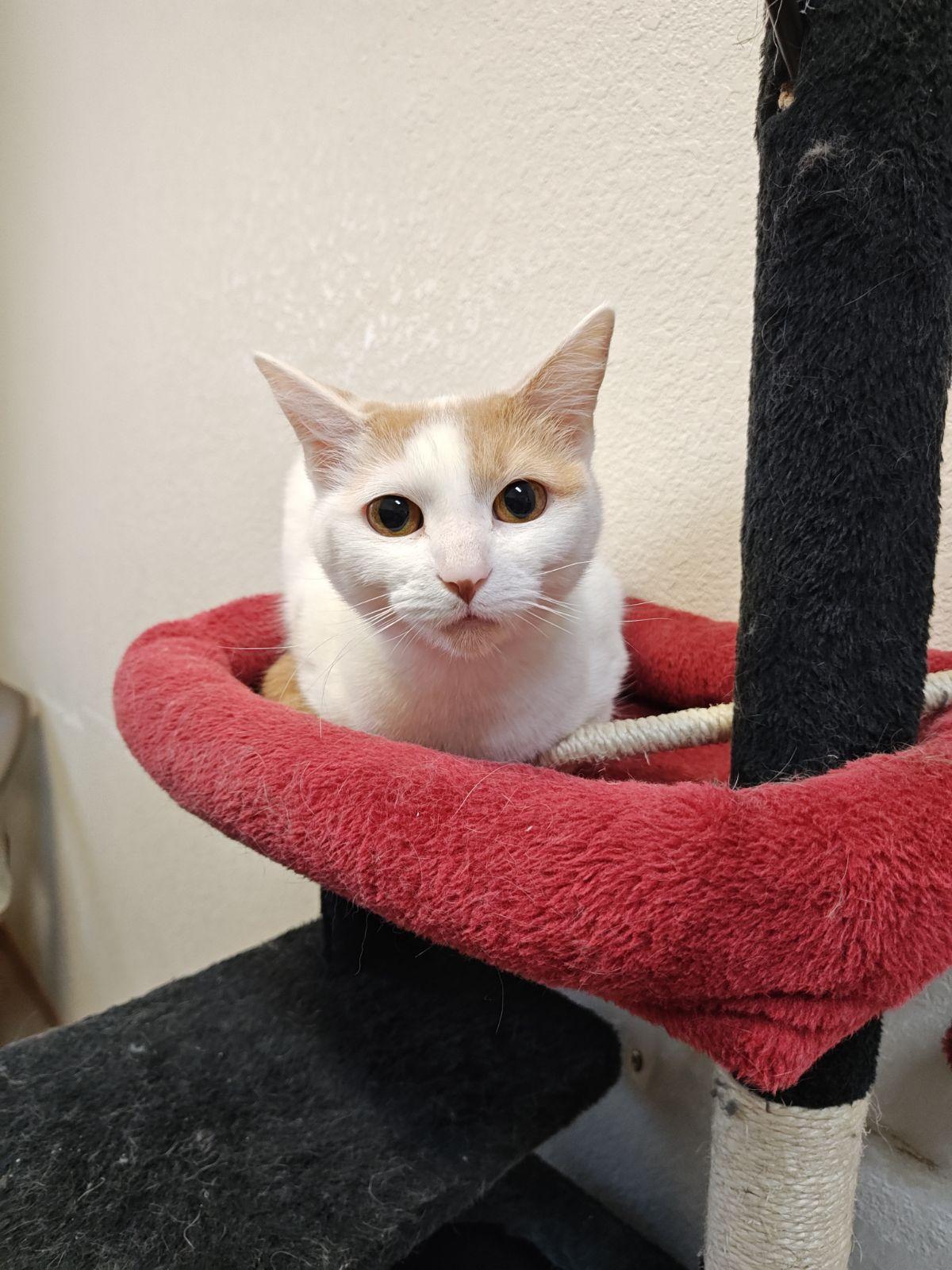 Enlarge Bea (Tortie) & Macaroni (Polydactal) BONDED PAIR, a Adoptable mixed breed in Wahpeton, ND image 6/6