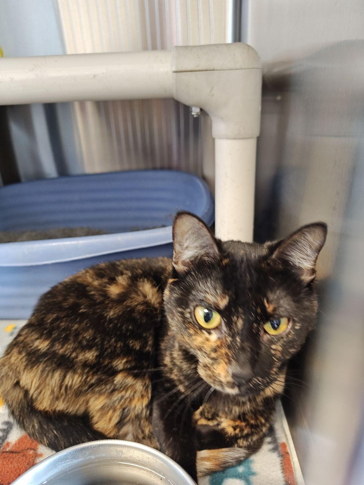Enlarge Bea (Tortie) & Macaroni (Polydactal) BONDED PAIR, a Adoptable mixed breed in Wahpeton, ND image 3/3