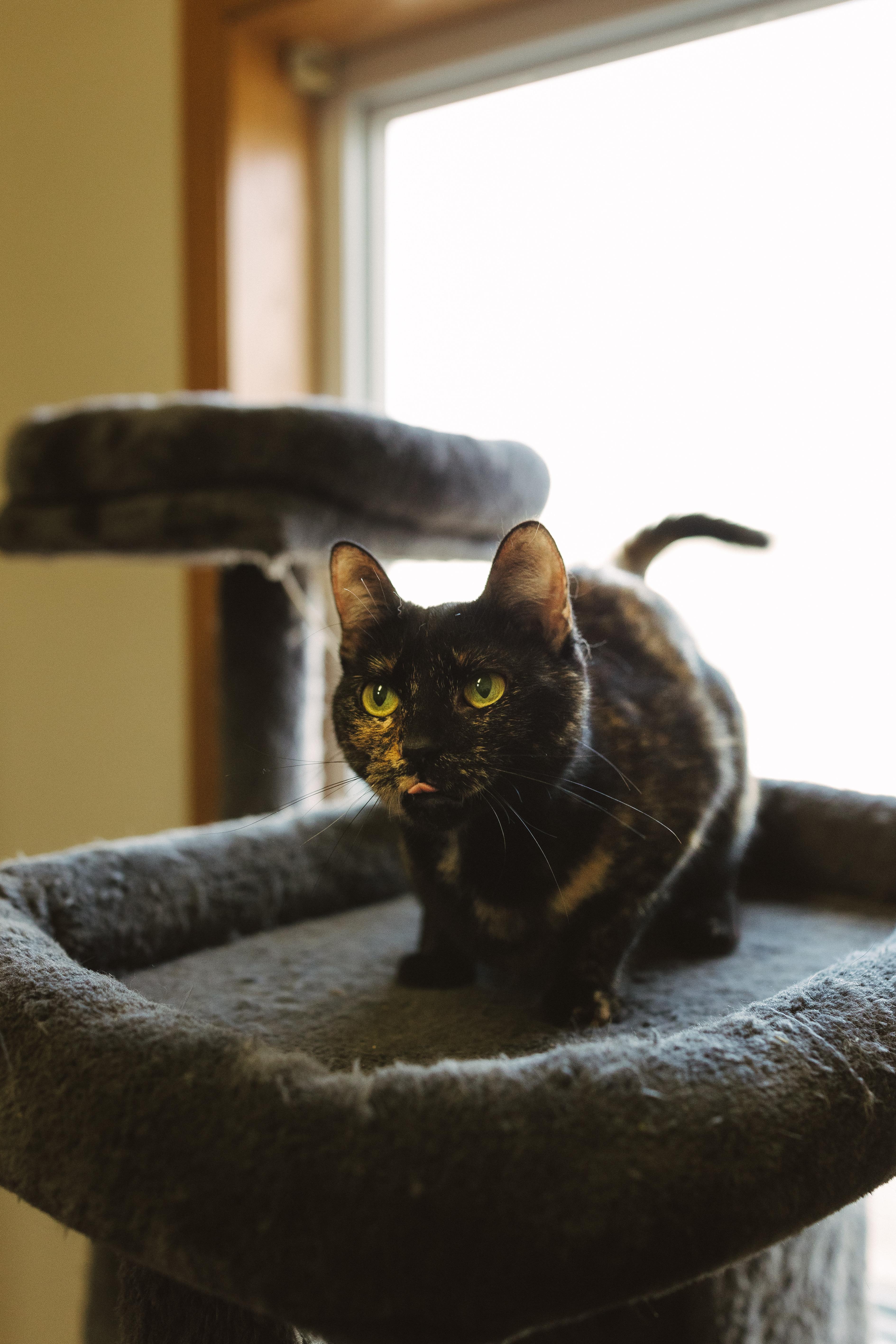 Bea (Tortie) & Macaroni (Polydactal) BONDED PAIR, Adoptable, Adult Female Extra-Toes Cat / Hemingway Polydactyl & Tortoiseshell.