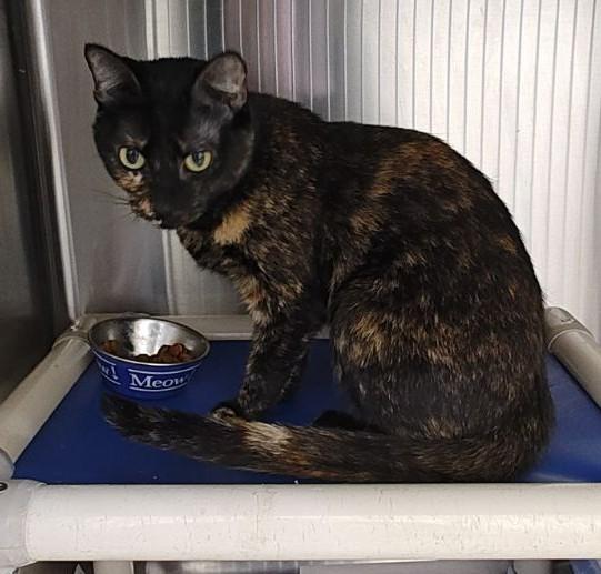 Enlarge Bea (Tortie) & Macaroni (Polydactal) BONDED PAIR, a Adoptable mixed breed in Wahpeton, ND image 4/6