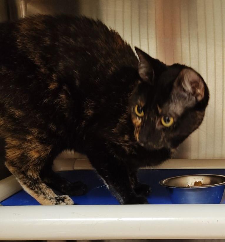 Enlarge Bea (Tortie) & Macaroni (Polydactal) BONDED PAIR, a Adoptable mixed breed in Wahpeton, ND image 2/3