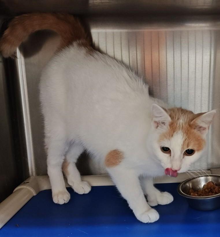 Enlarge Bea (Tortie) & Macaroni (Polydactal) BONDED PAIR, a Adoptable mixed breed in Wahpeton, ND image 1/3