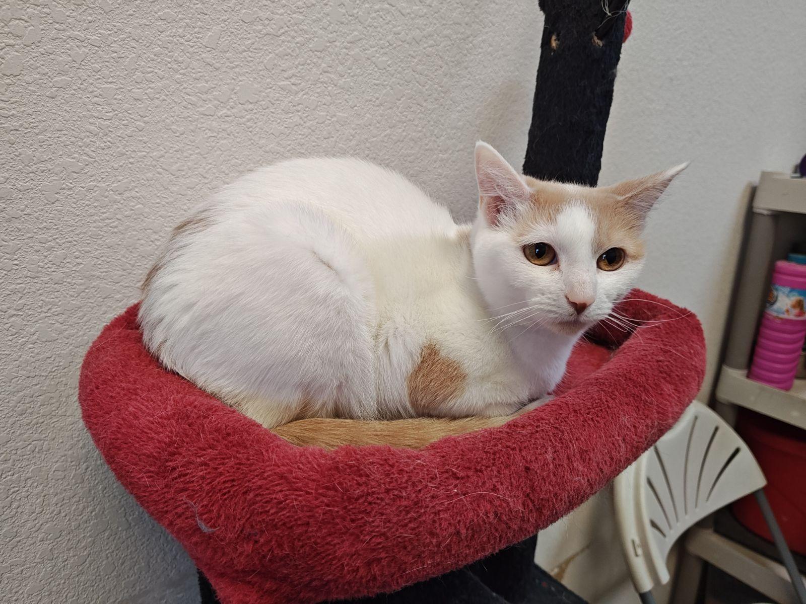 Enlarge Bea (Tortie) & Macaroni (Polydactal) BONDED PAIR, a Adoptable mixed breed in Wahpeton, ND image 2/6