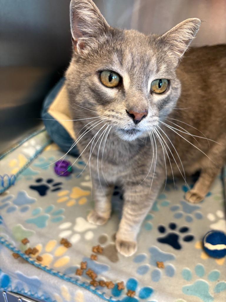 Shania, Adoptable, Adult Female Domestic Short Hair.