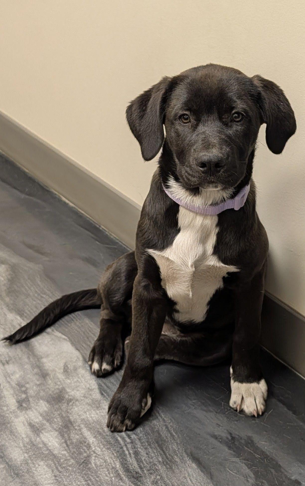 Hazel, a ADOPTABLE mixed breed in Jesup, GA image 2/4