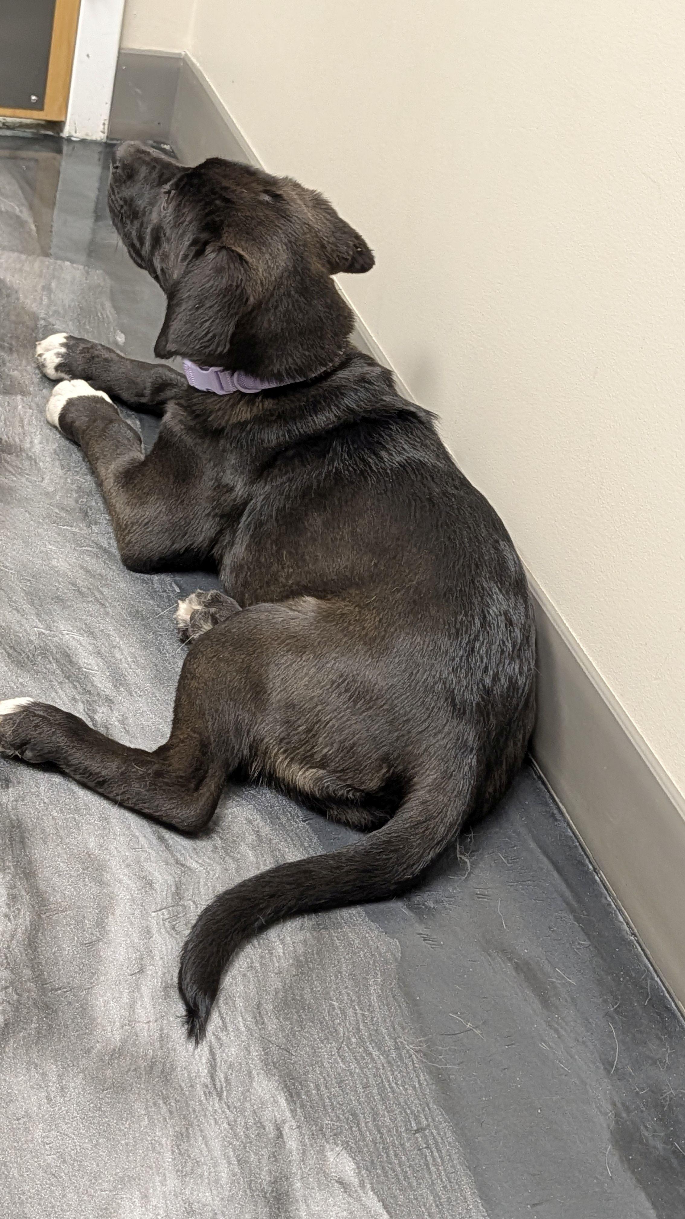 Hazel, a ADOPTABLE mixed breed in Jesup, GA image 3/4