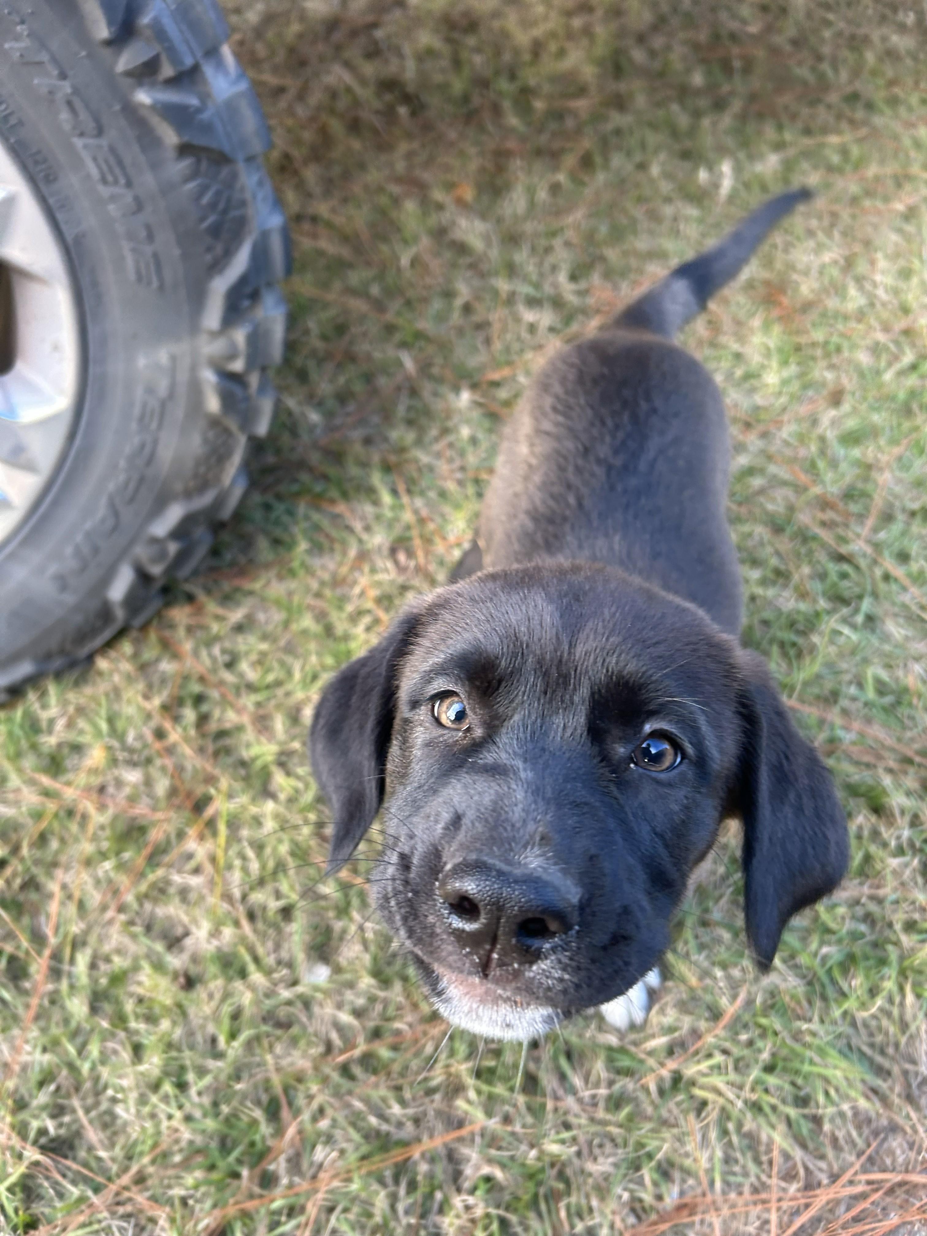 Hazel, a ADOPTABLE mixed breed in Jesup, GA image 5/5