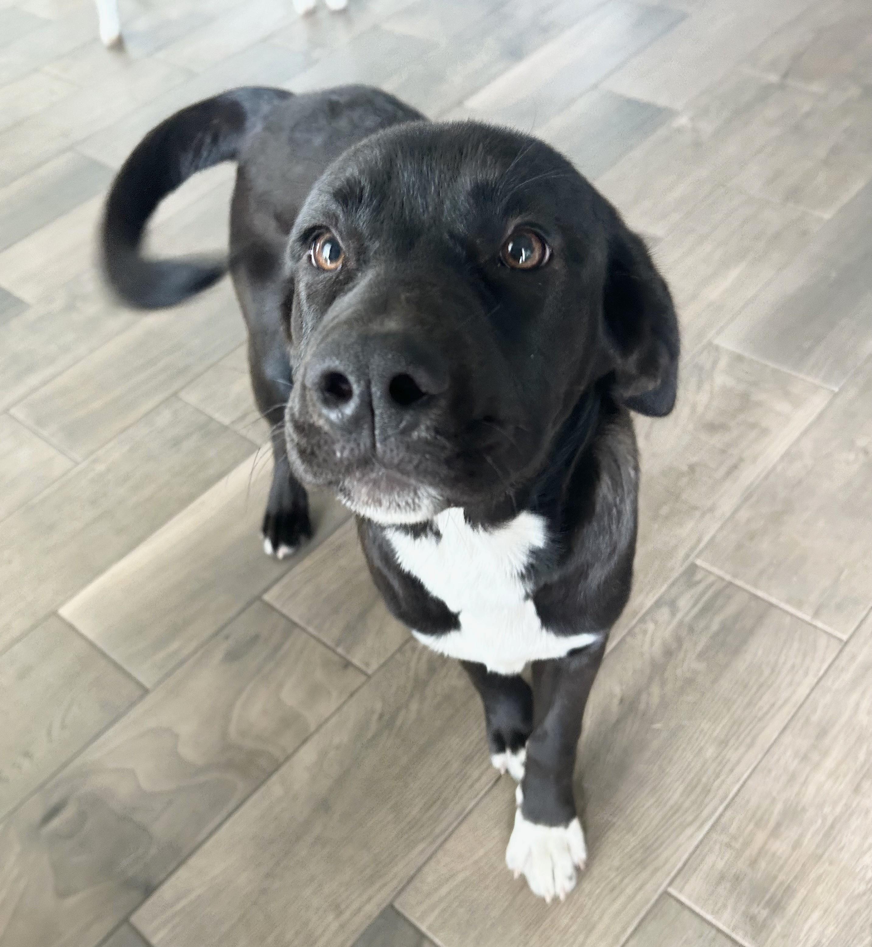 Hazel, a ADOPTABLE mixed breed in Jesup, GA image 1/5