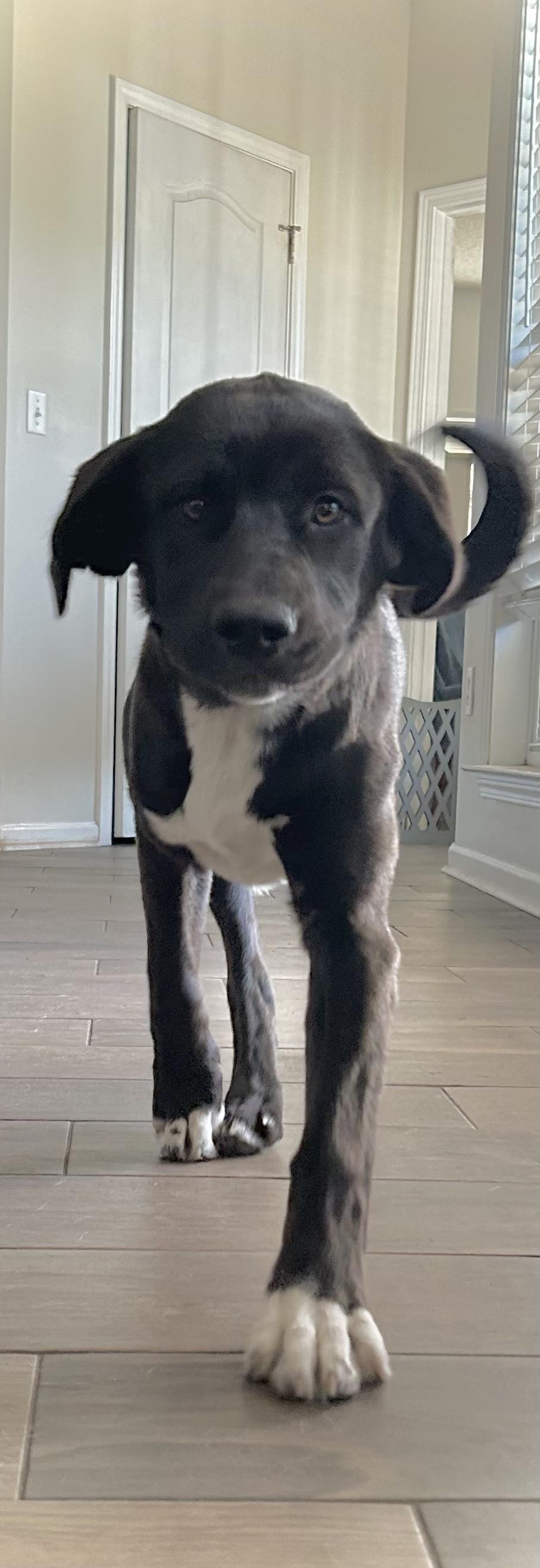 Hazel, a ADOPTABLE mixed breed in Jesup, GA image 2/5