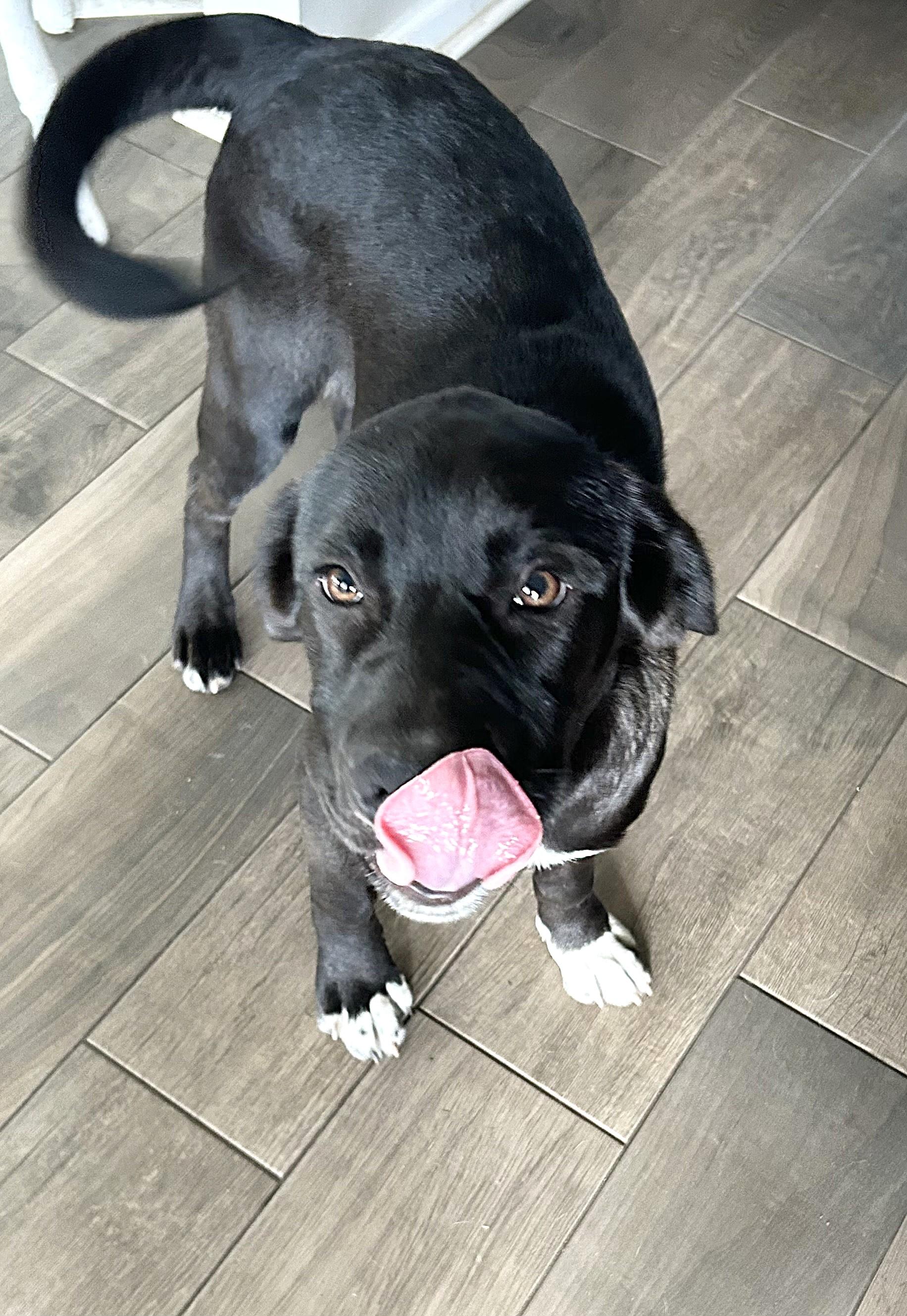 Hazel, a ADOPTABLE mixed breed in Jesup, GA image 3/5