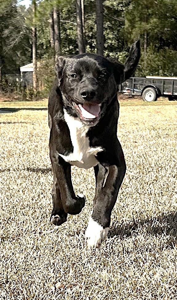 Hazel, a ADOPTABLE mixed breed in Jesup, GA image 4/5