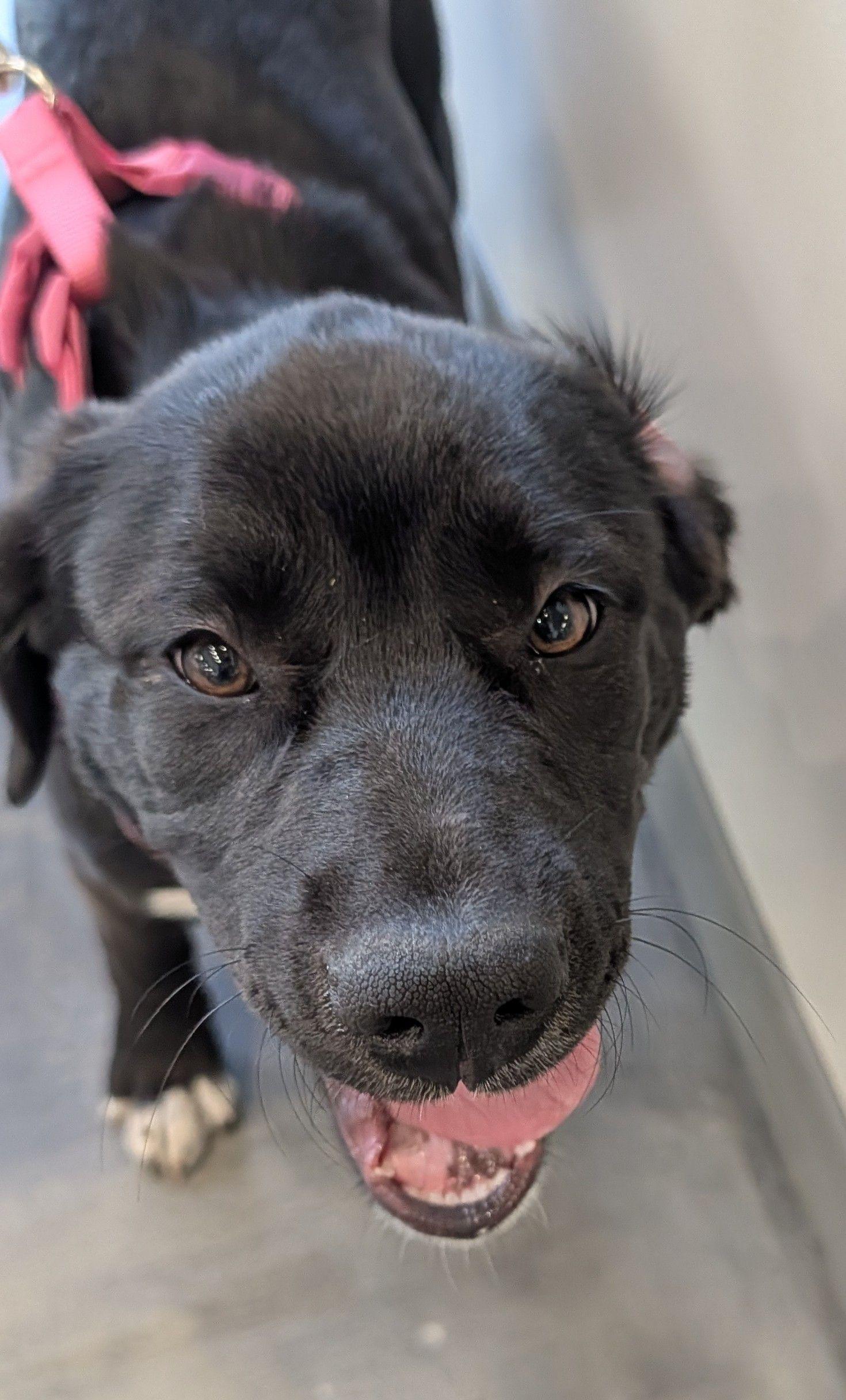 Hazel, a ADOPTABLE mixed breed in Jesup, GA image 4/4