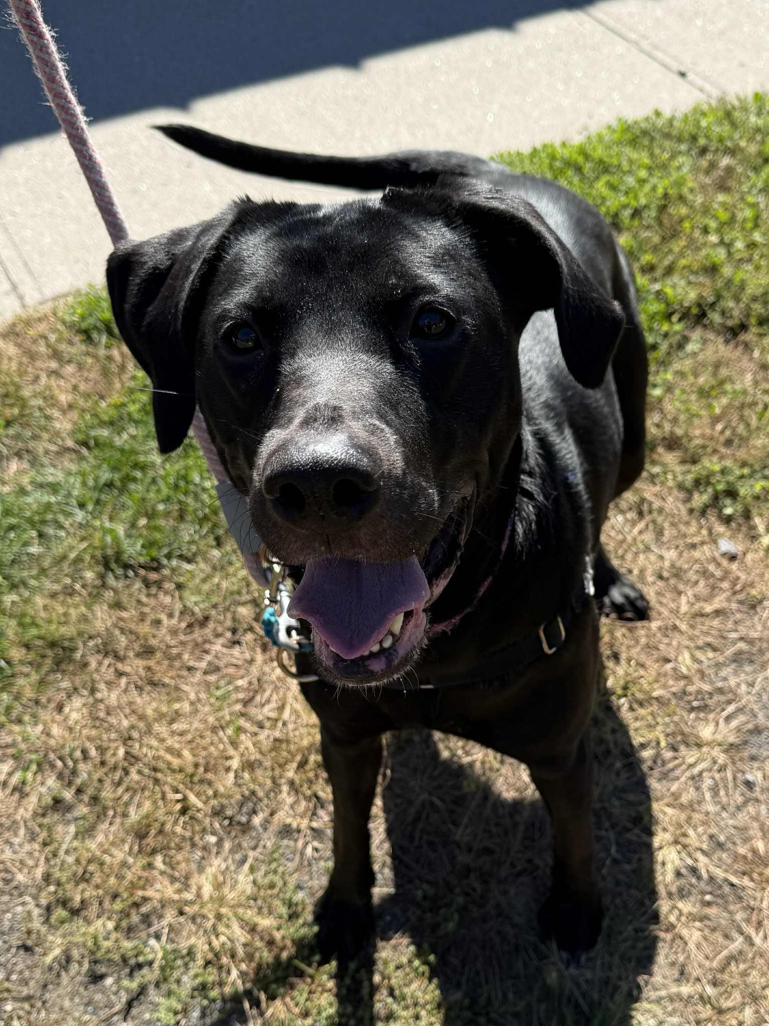 Enlarge Zelda, a Adoptable mixed breed in Elizabethtown, NY image 1/1