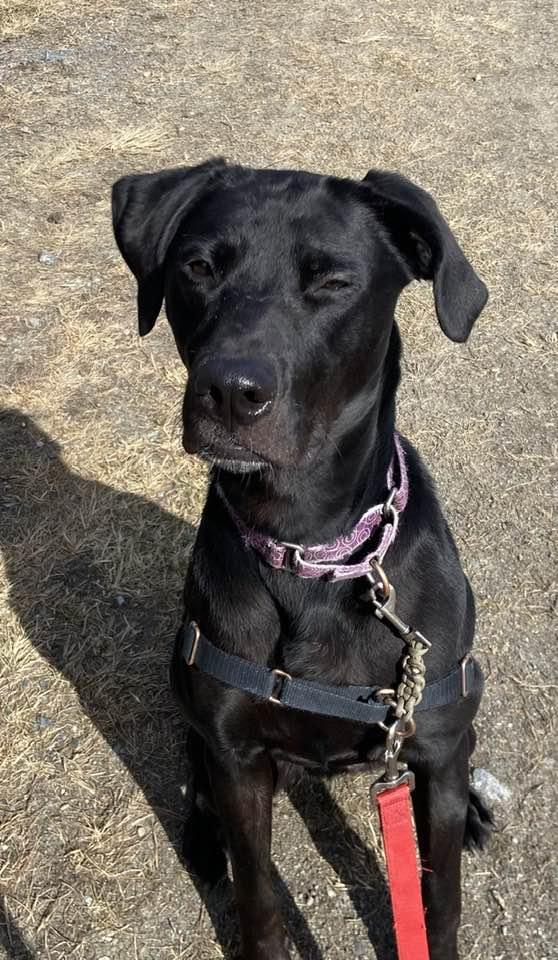 Enlarge Zelda, a Adoptable mixed breed in Elizabethtown, NY image 2/3