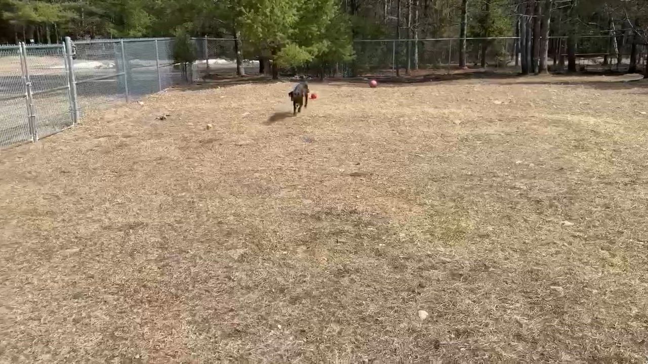 Enlarge Zelda, a Adoptable mixed breed in Elizabethtown, NY video 3/3