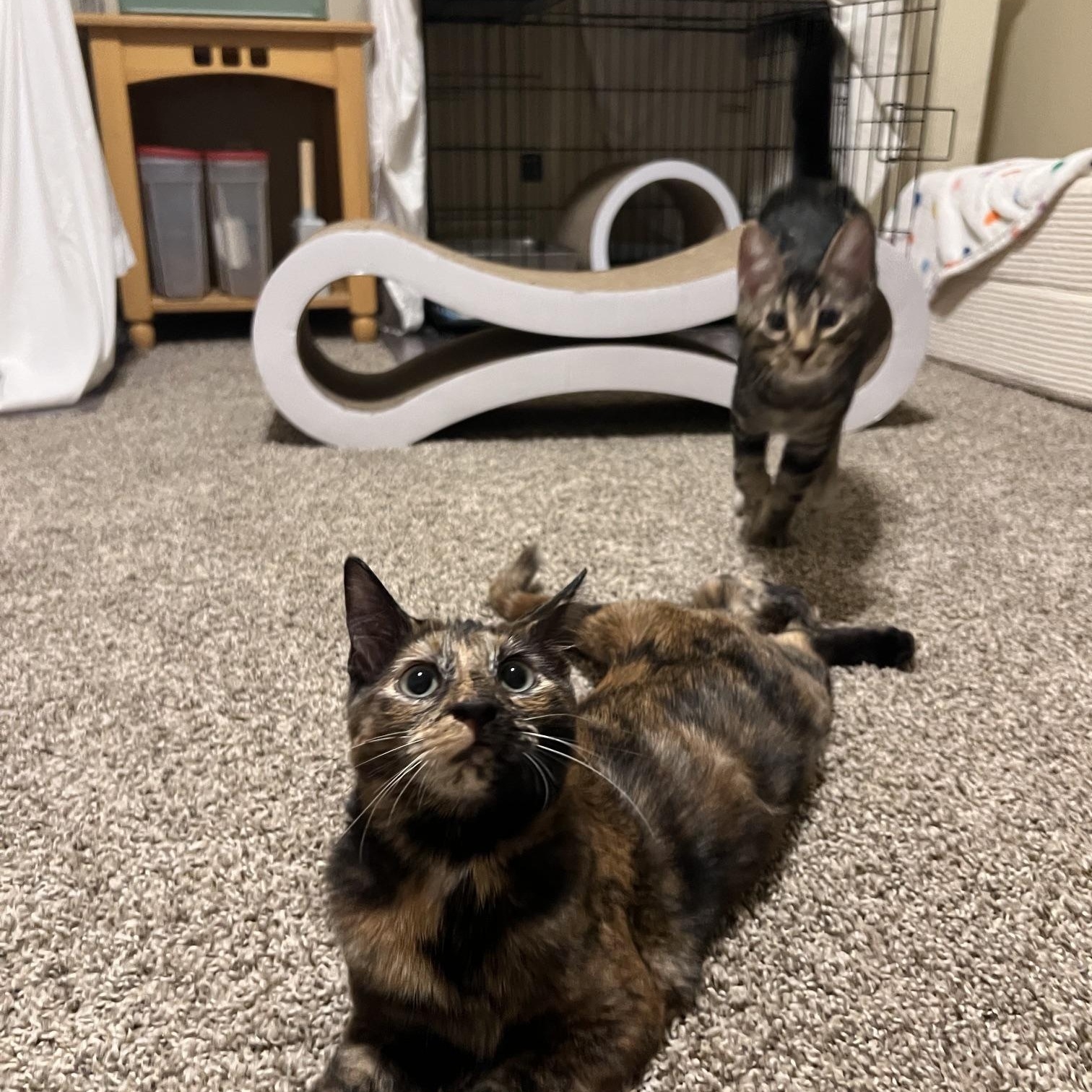 Enlarge Margo and Max, a ADOPTABLE Domestic Short Hair in Chandler, AZ image 4/5