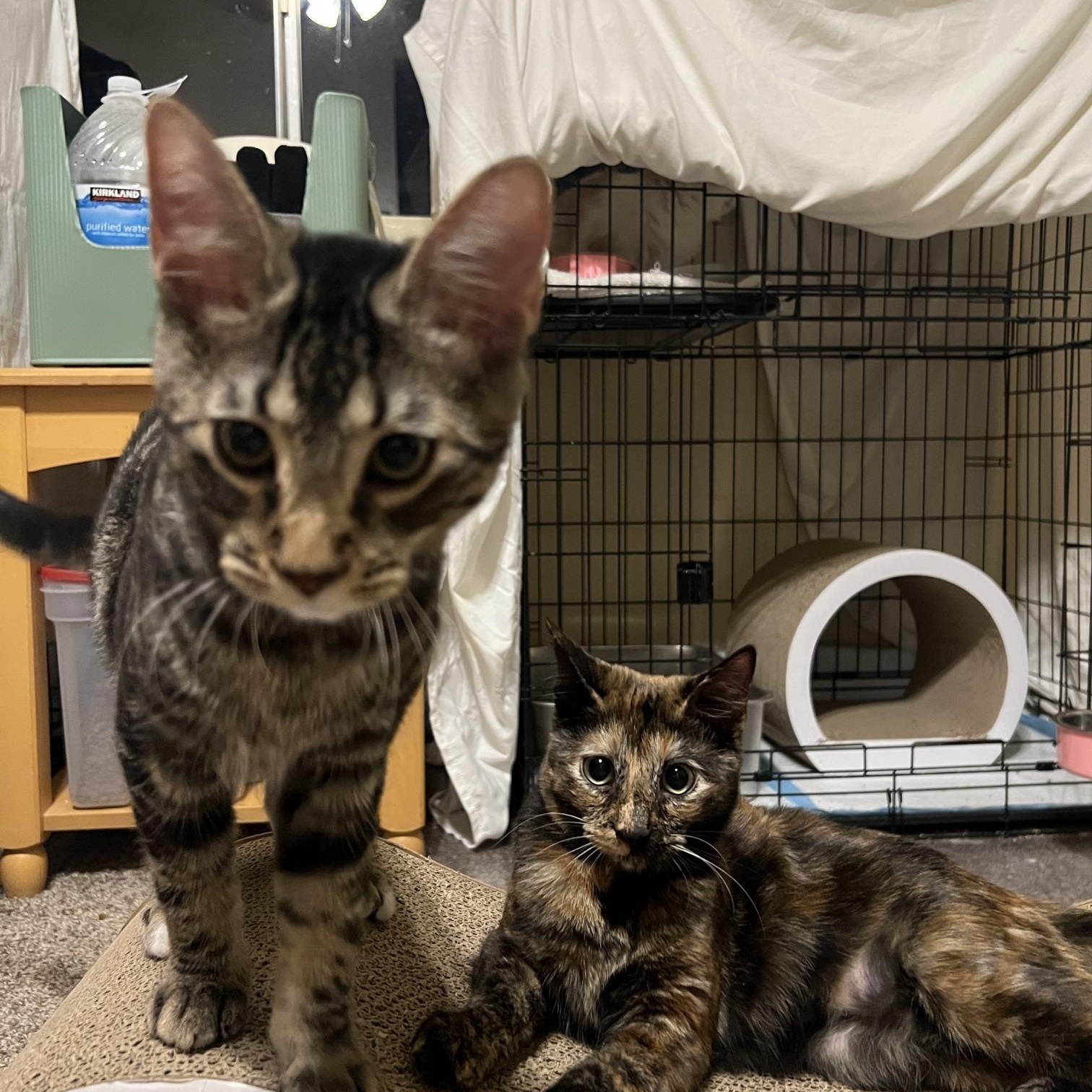 Enlarge Margo and Max, a ADOPTABLE Domestic Short Hair in Chandler, AZ image 5/5