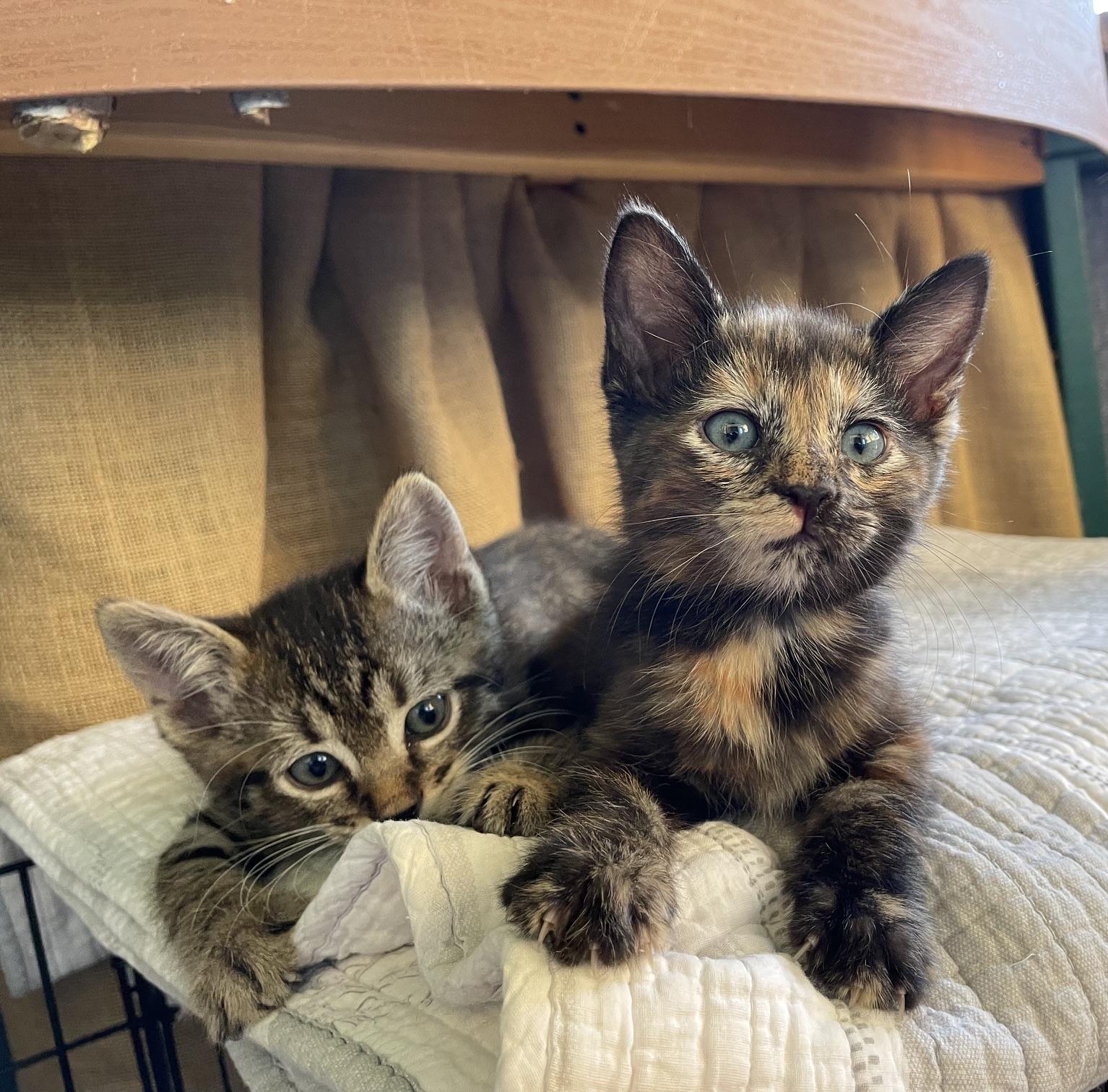 Enlarge Margo and Max, a ADOPTABLE Domestic Short Hair in Chandler, AZ image 1/5