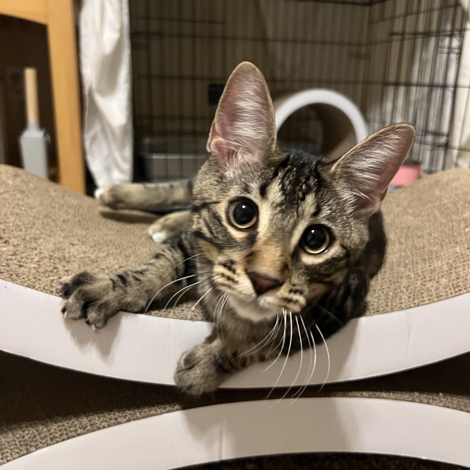 Enlarge Margo and Max, a ADOPTABLE Domestic Short Hair in Chandler, AZ image 2/5