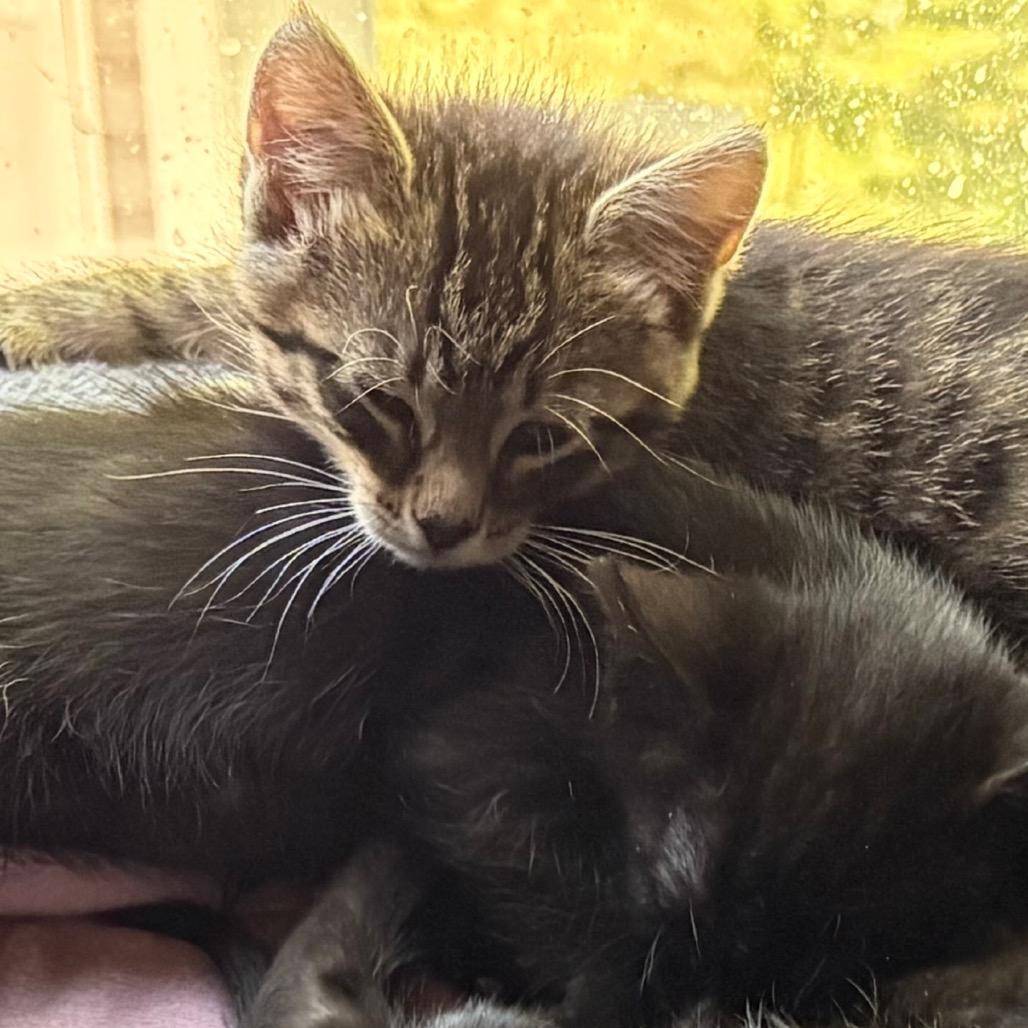 Lilly, Adoptable, Kitten Female Domestic Short Hair.
