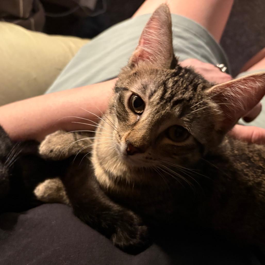 Lilly, a Adoptable Domestic Short Hair in Layton, UT image 2/3