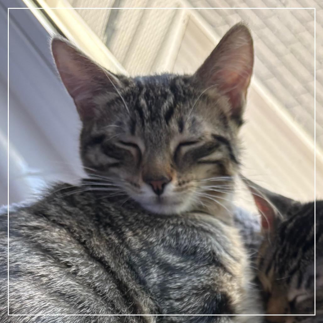 Lilly, a Adoptable Domestic Short Hair in Layton, UT image 3/3