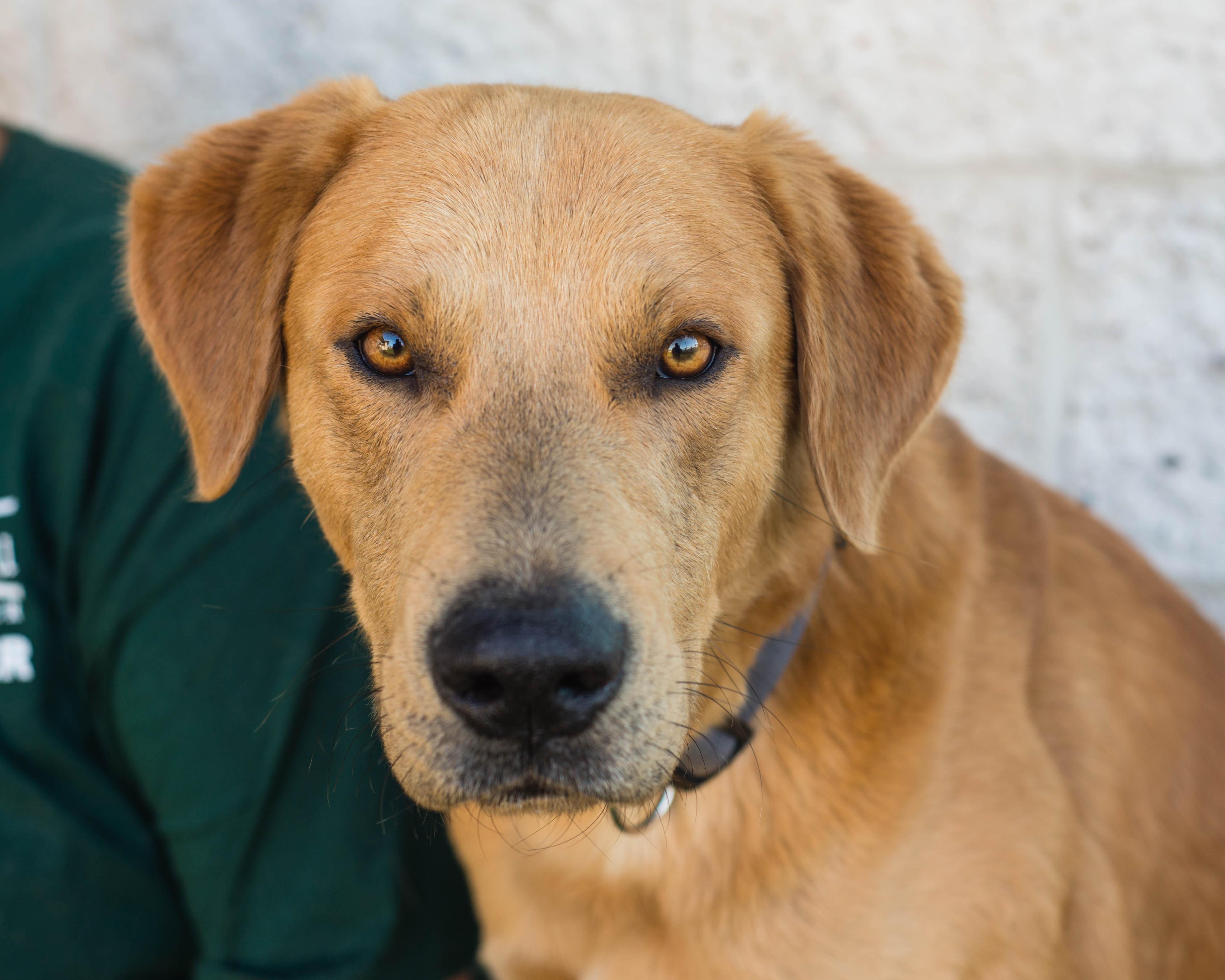 Enlarge Picard, an adoptable mixed breed in Mont Belvieu, TX image 2/3