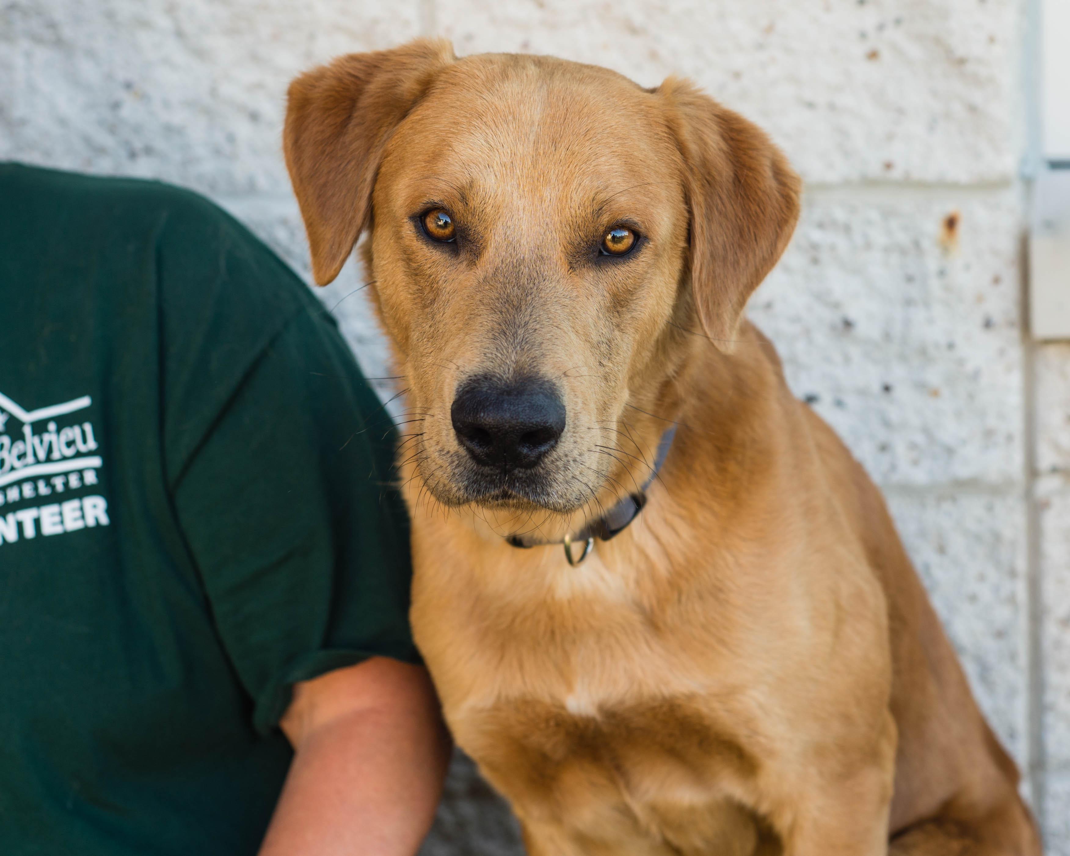 Enlarge Picard, an adoptable mixed breed in Mont Belvieu, TX image 1/3