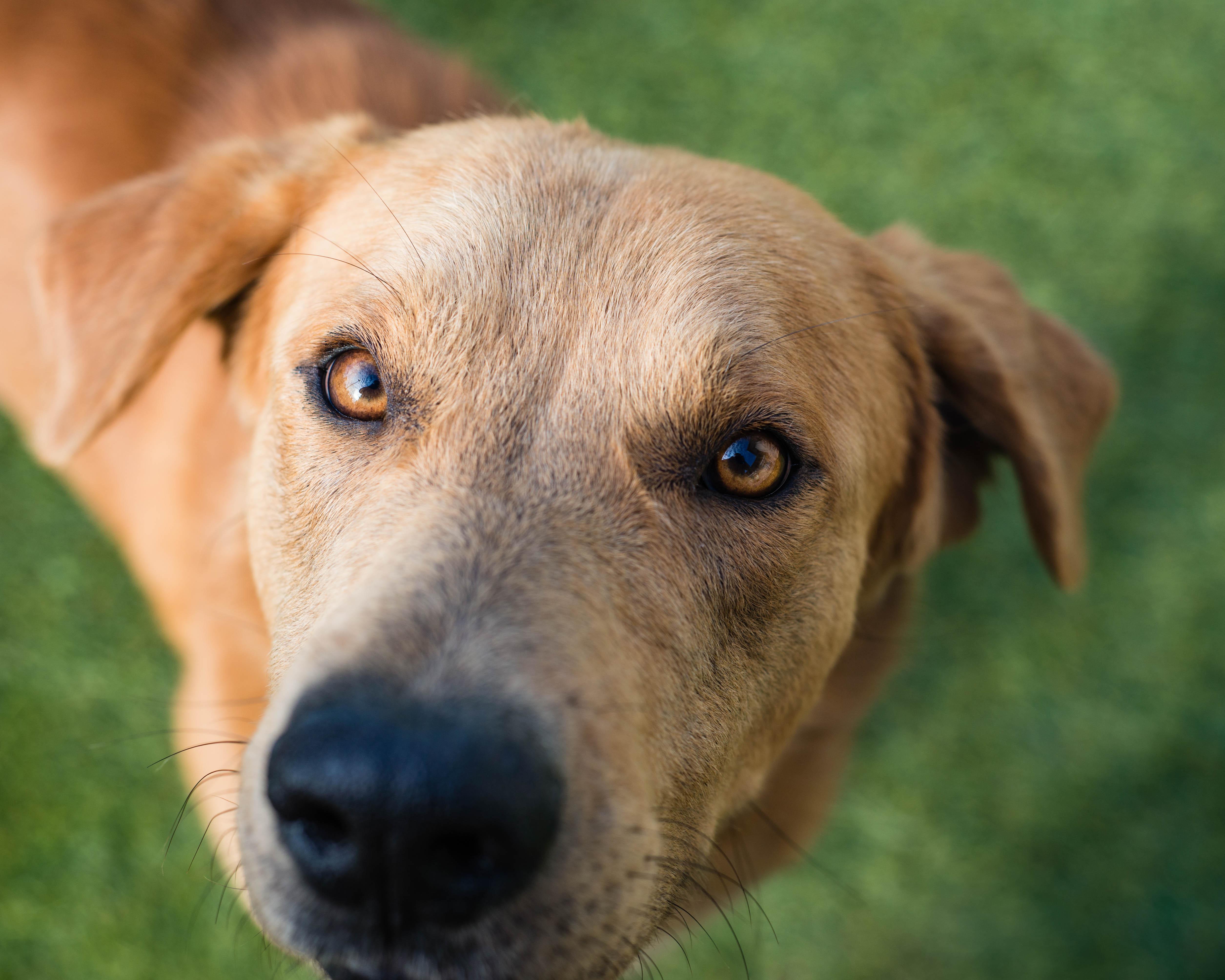 Enlarge Picard, an adoptable mixed breed in Mont Belvieu, TX image 3/3