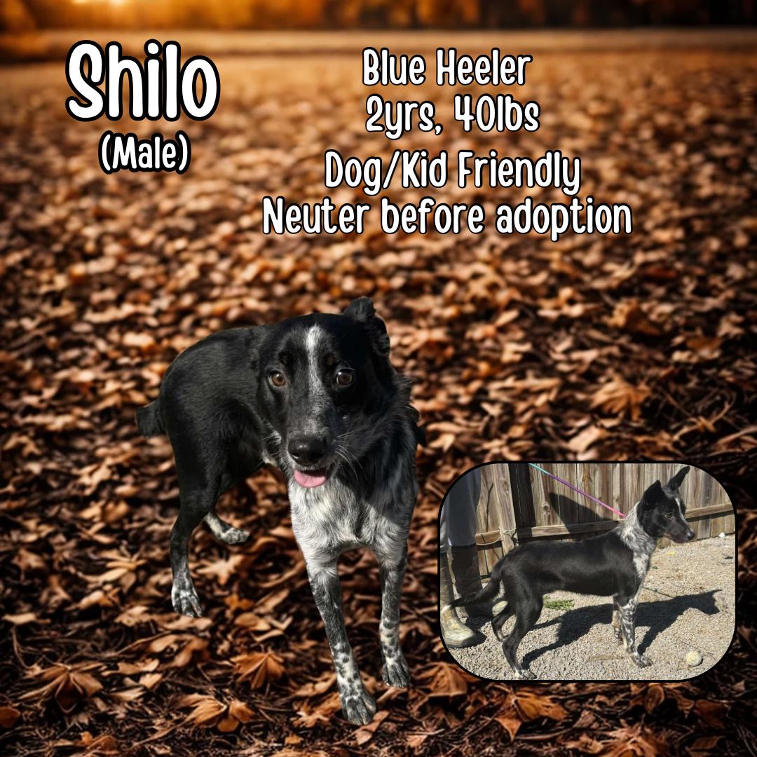 Shilo, Adoptable, Young Male Australian Cattle Dog / Blue Heeler.