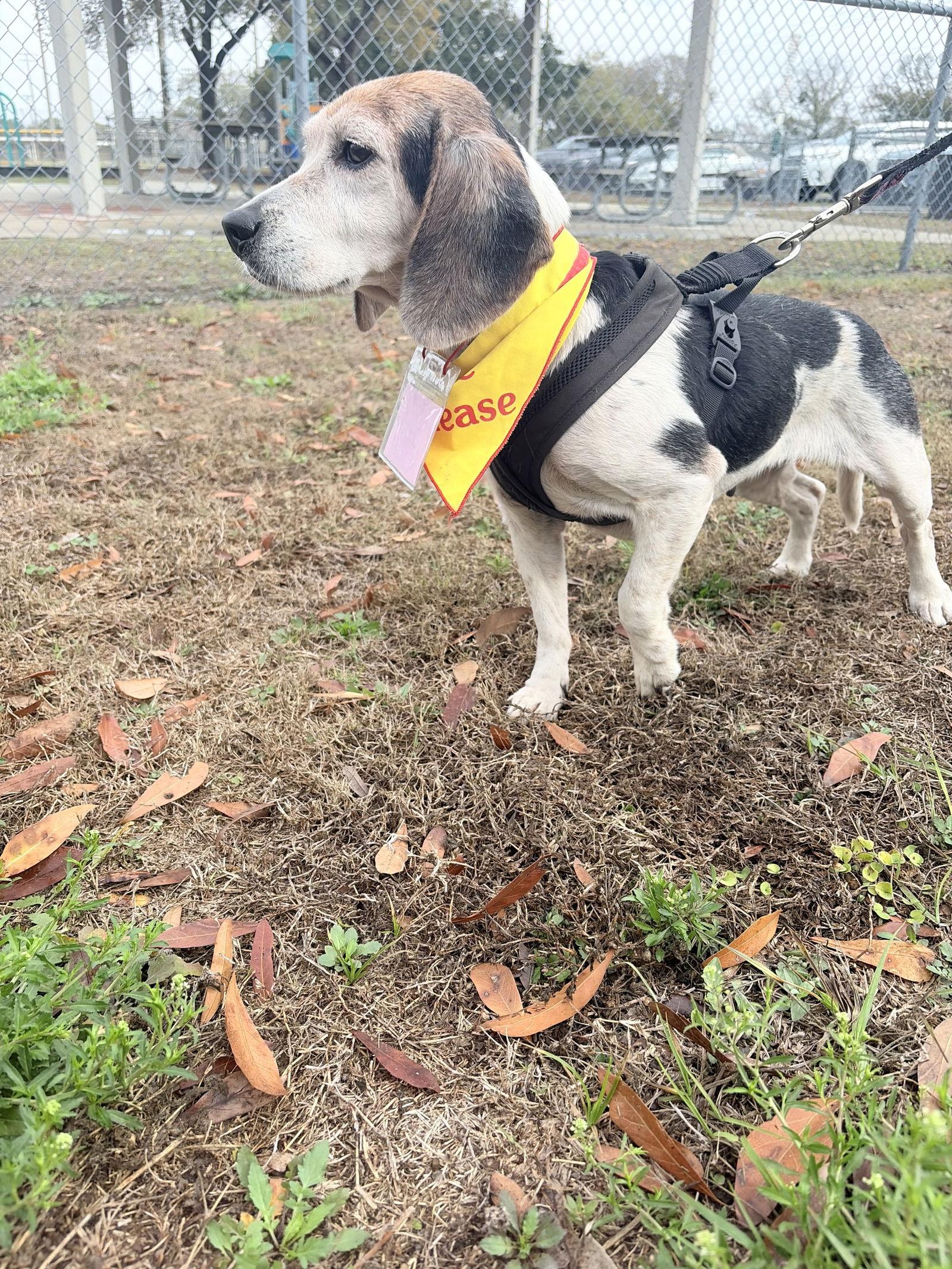 Chelsea III, Adoptable, Senior Female Beagle.