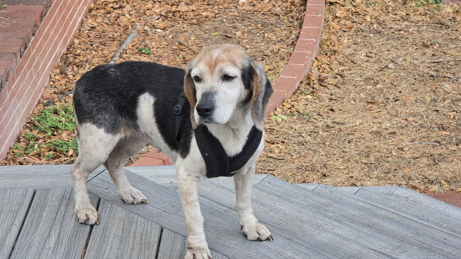 Enlarge Chelsea III, a Adoptable Beagle in Tampa, FL image 3/3