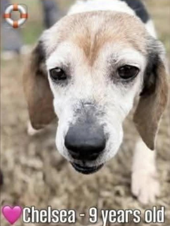 Enlarge Chelsea III, a Adoptable Beagle in Tampa, FL image 3/3