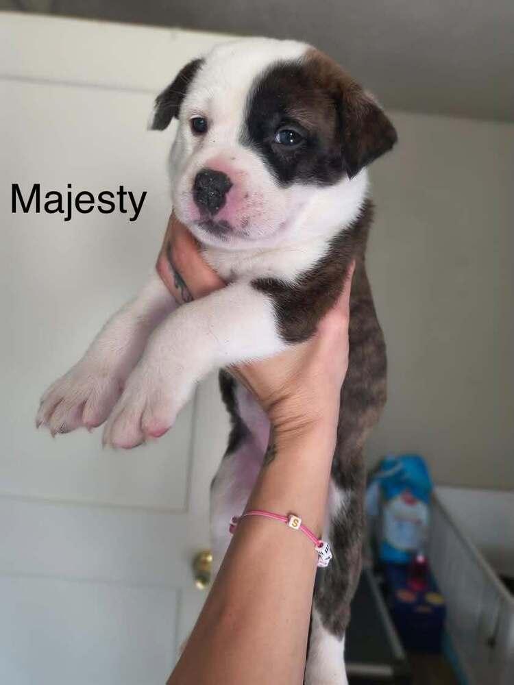 Majesty, Adopted, Puppy Female Pit Bull Terrier.
