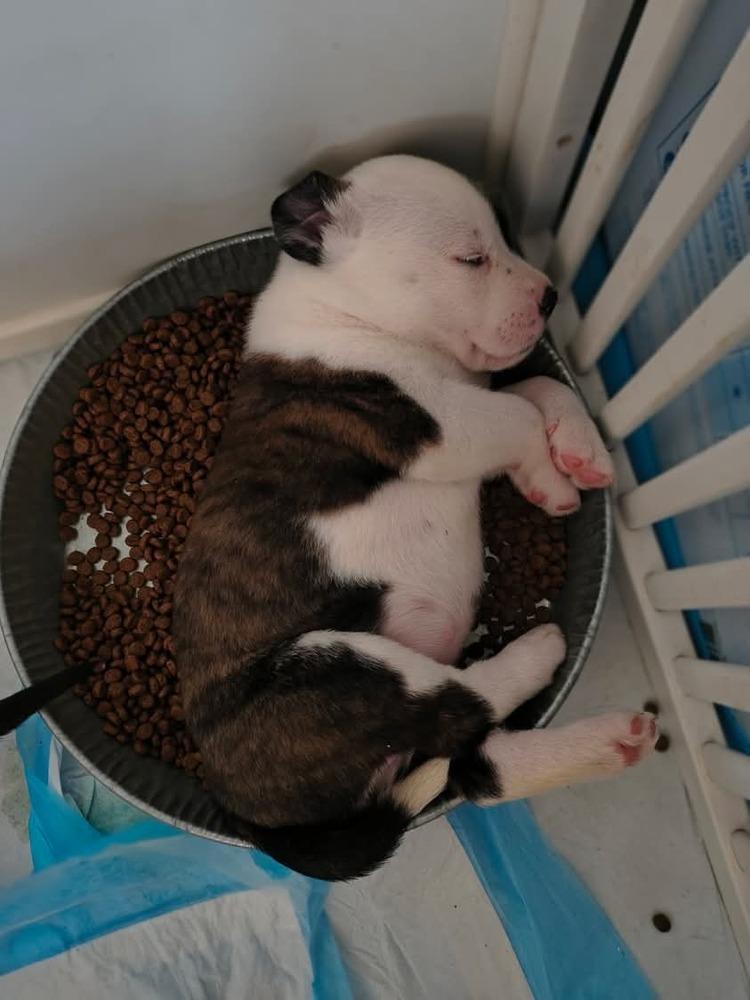 Enlarge Majesty, a Adopted Pit Bull Terrier in Indianapolis, IN image 2/2