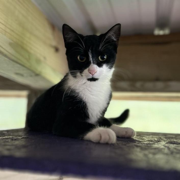 Enlarge Rosie, a Adoptable Domestic Short Hair in Blairsville, GA image 1/6