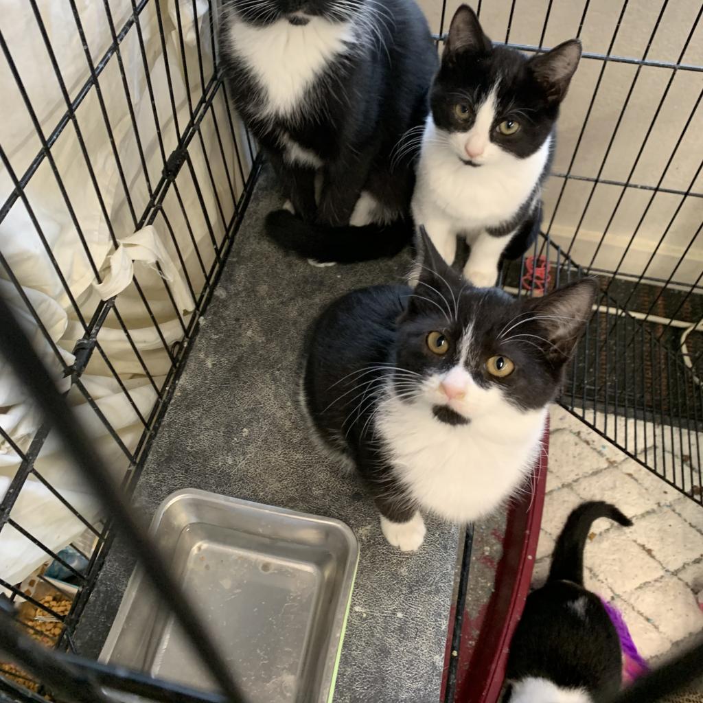Enlarge Rosie, a Adoptable Domestic Short Hair in Blairsville, GA image 2/6