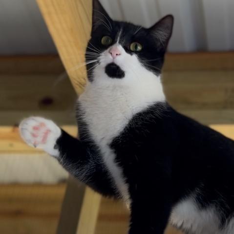 Enlarge Rosie, a Adoptable Domestic Short Hair in Blairsville, GA image 3/6