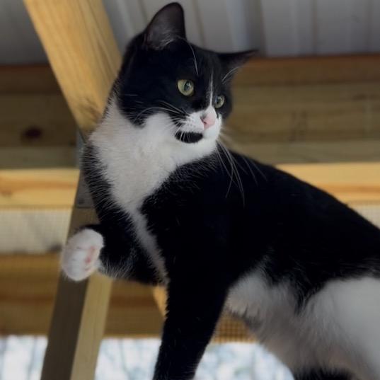 Enlarge Rosie, a Adoptable Domestic Short Hair in Blairsville, GA image 4/6