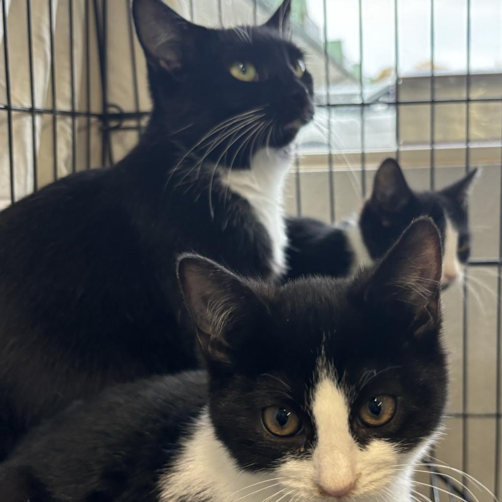Enlarge Rosie, a Adoptable Domestic Short Hair in Blairsville, GA image 5/6
